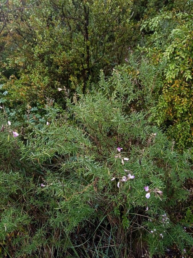 Ononide tridentata 28