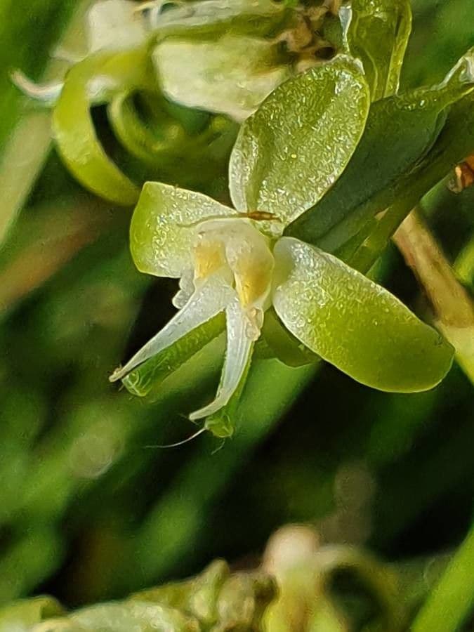 Habenaria