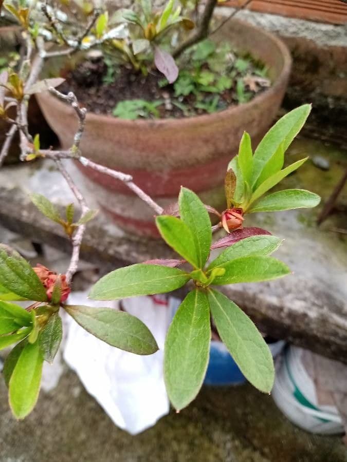 Azalea cinese 16