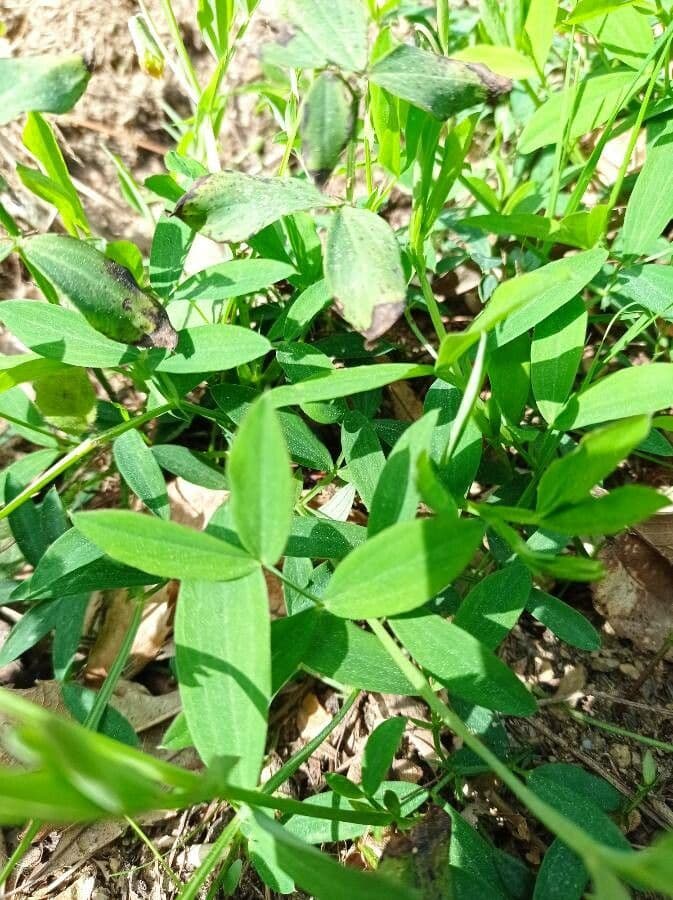 Groszek skrzydlasty 19