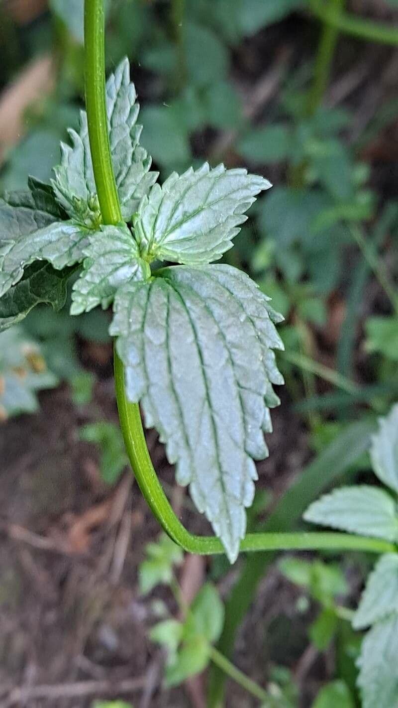 Nemesia denticolata 3