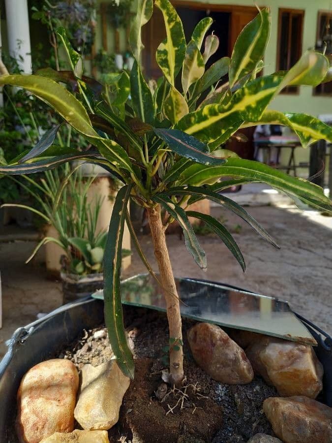 Croton variegato 15