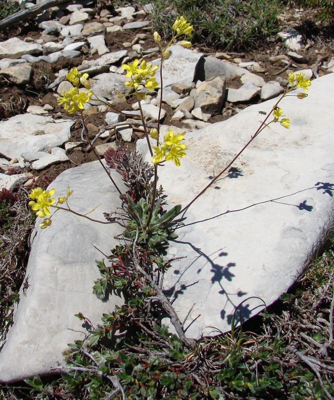 Biscutella 11