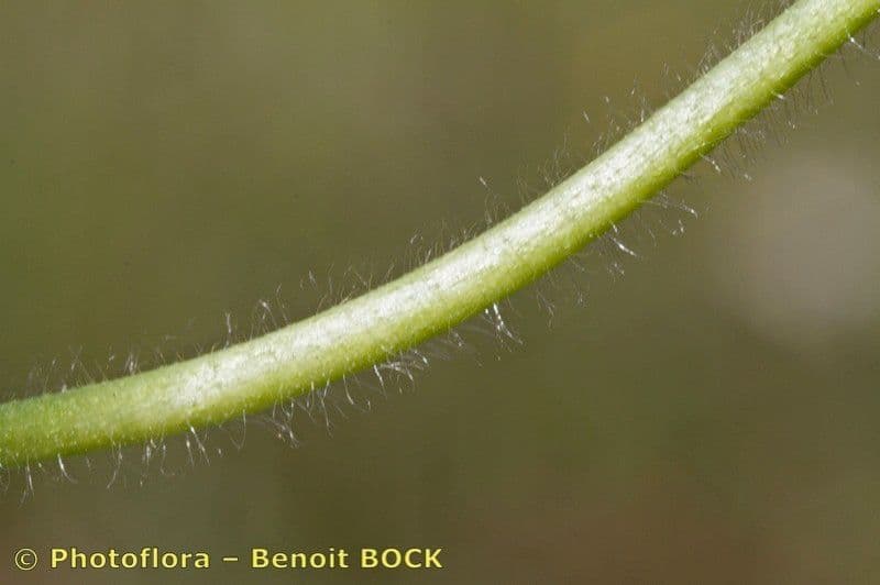 Alchemilla 15
