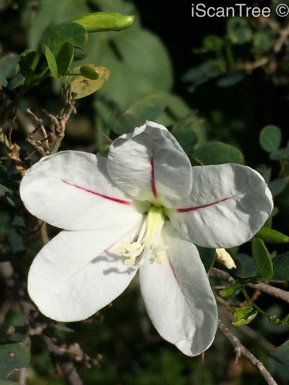 Bauhinia 9