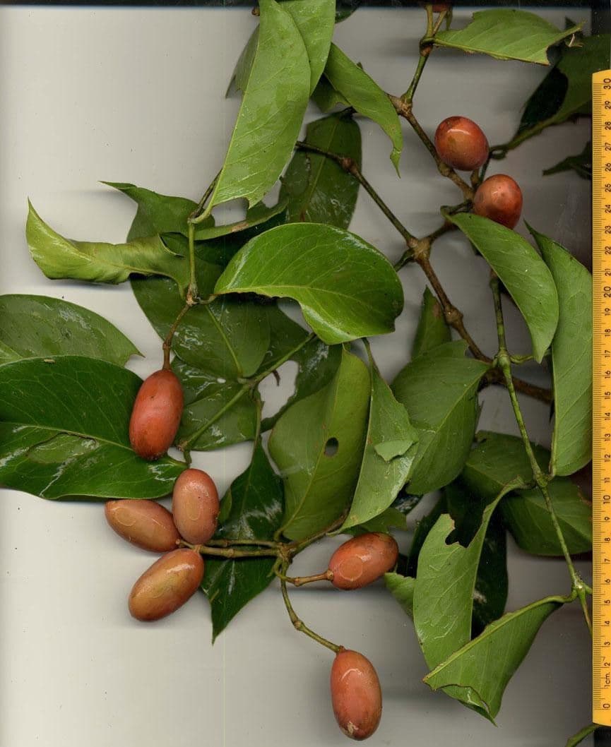 Gnetum 3