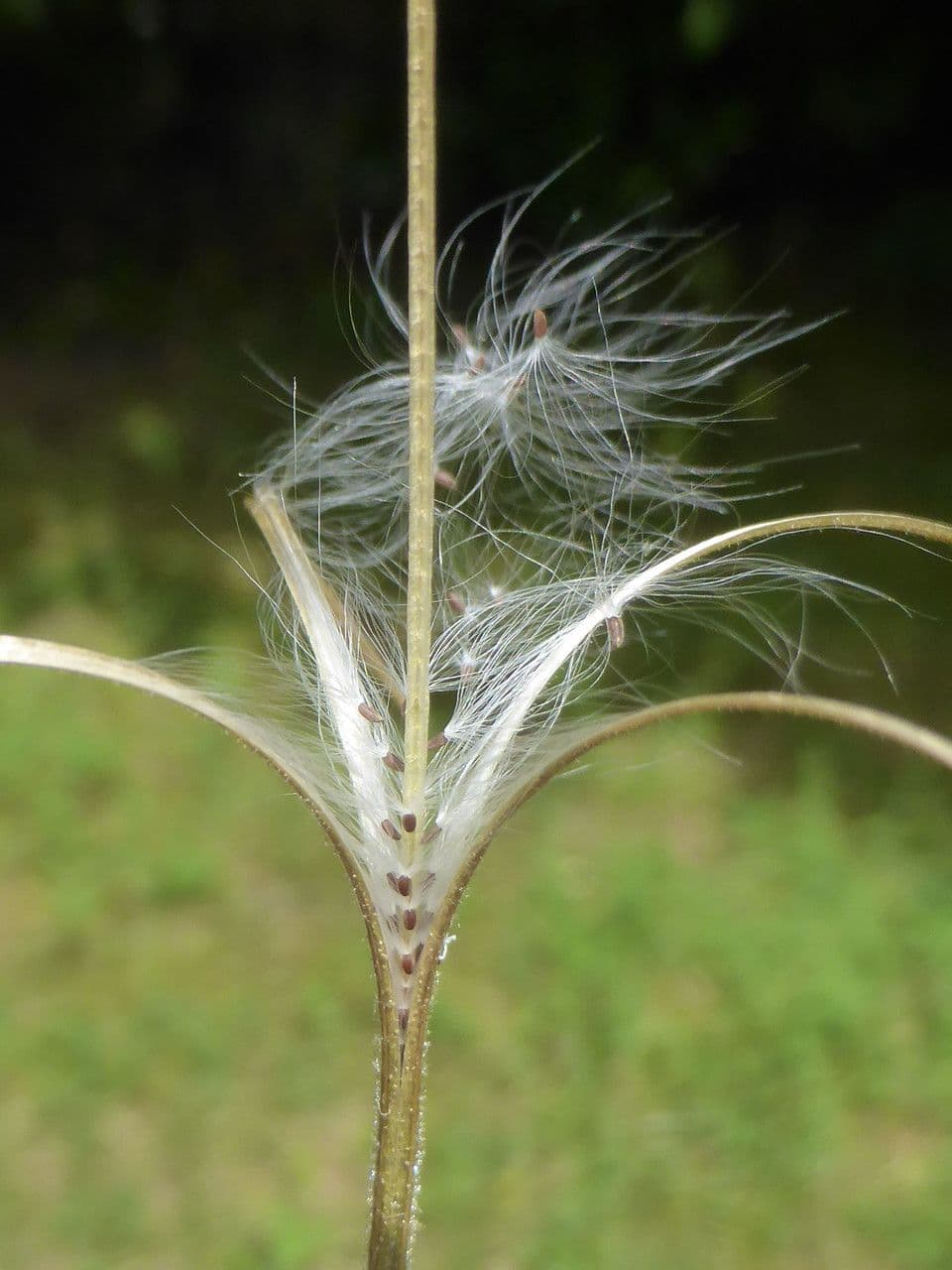 Epilobio ciliato 22