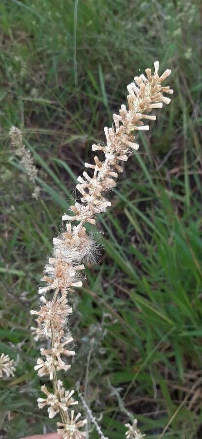 Pterocaulon en queue de renard 4