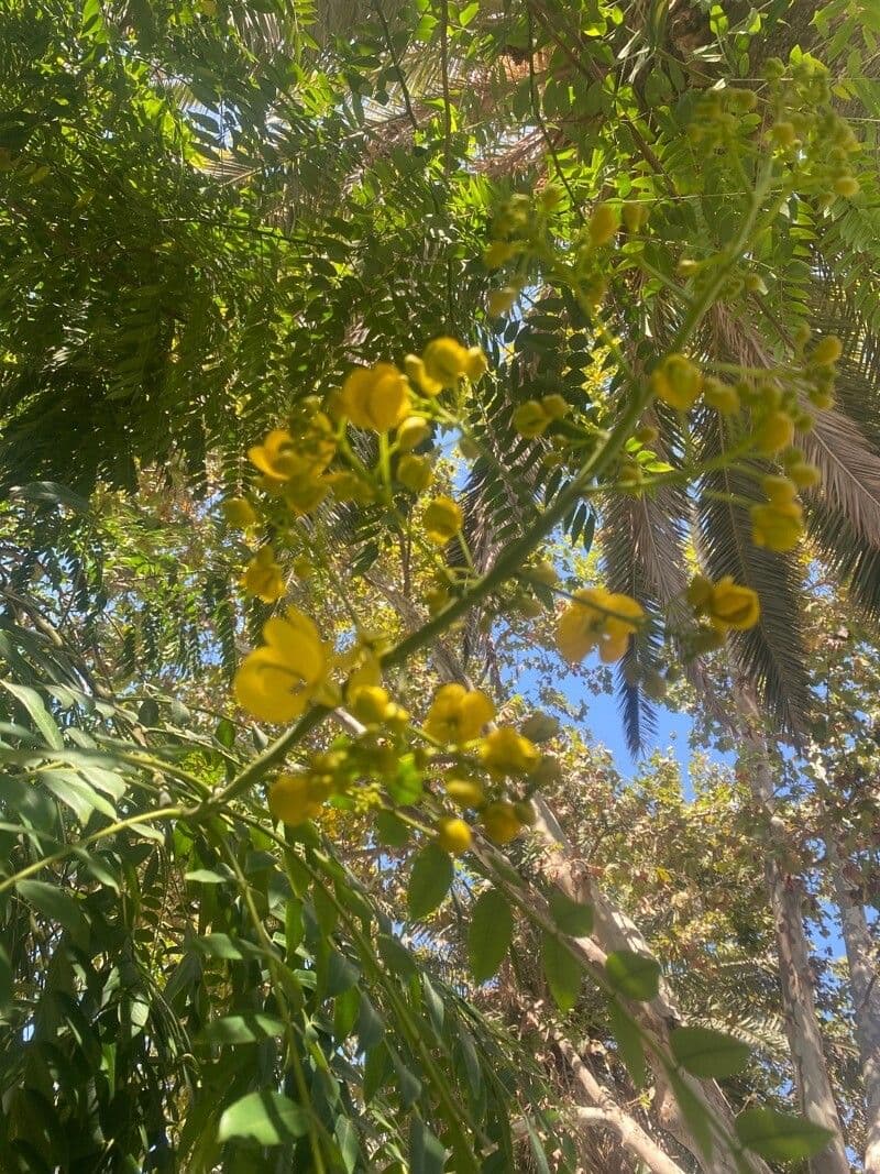 Senna multijuga 7