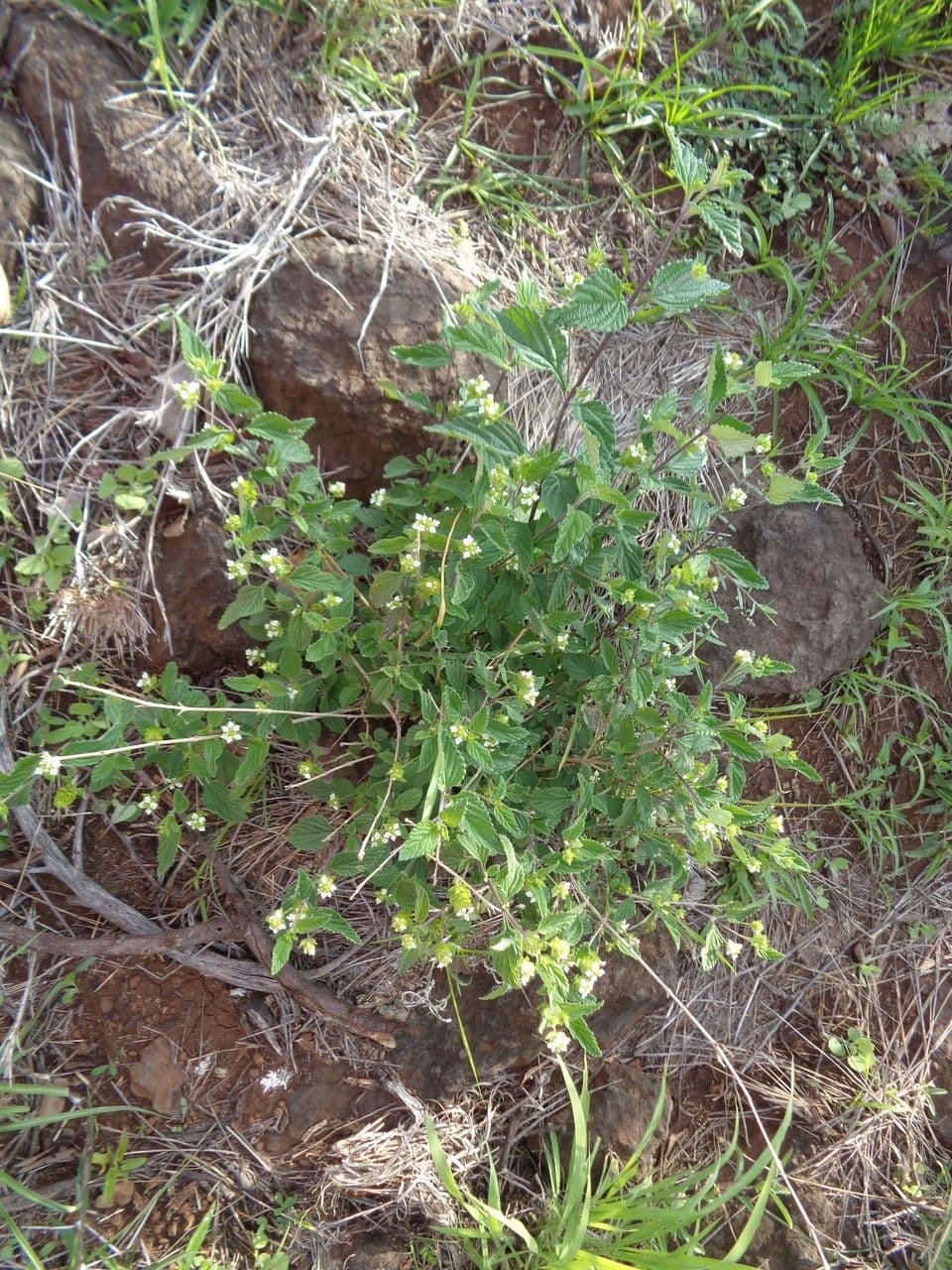 Lantana 14