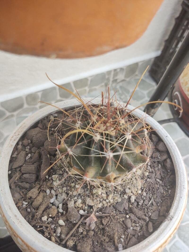 Cactus barile uncinato 18