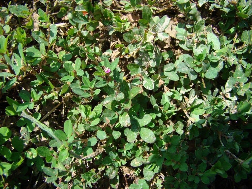 Kummerowia striata 8