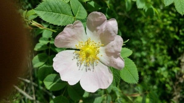 Rosa selvatica comune 10