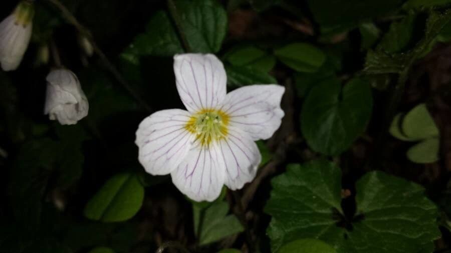 Ossalide incarnata 2