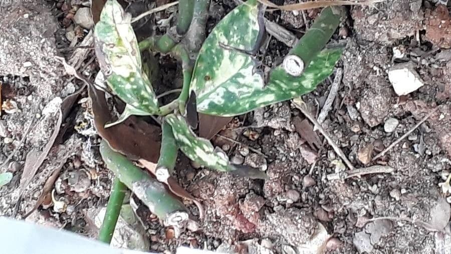 Aucuba giapponese 21