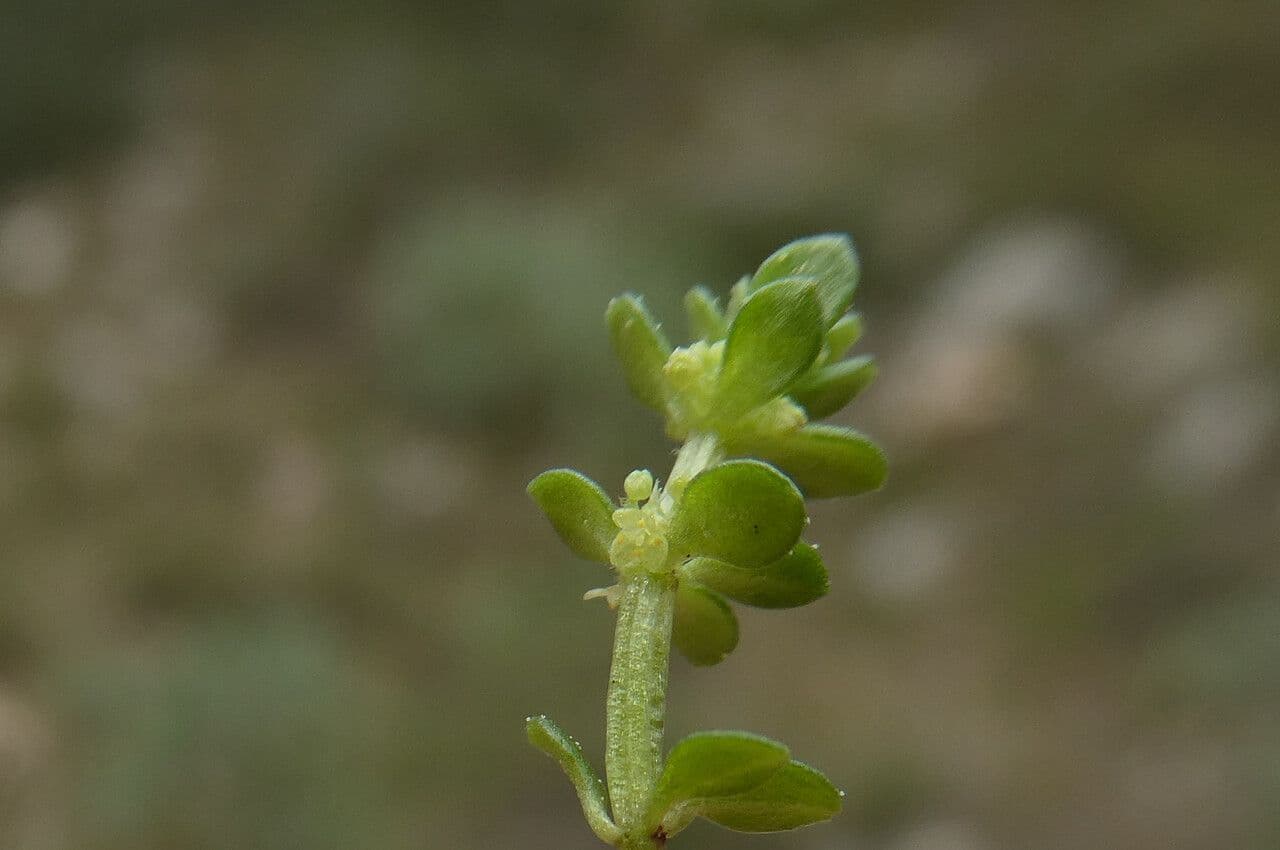 Valantia muralis 8