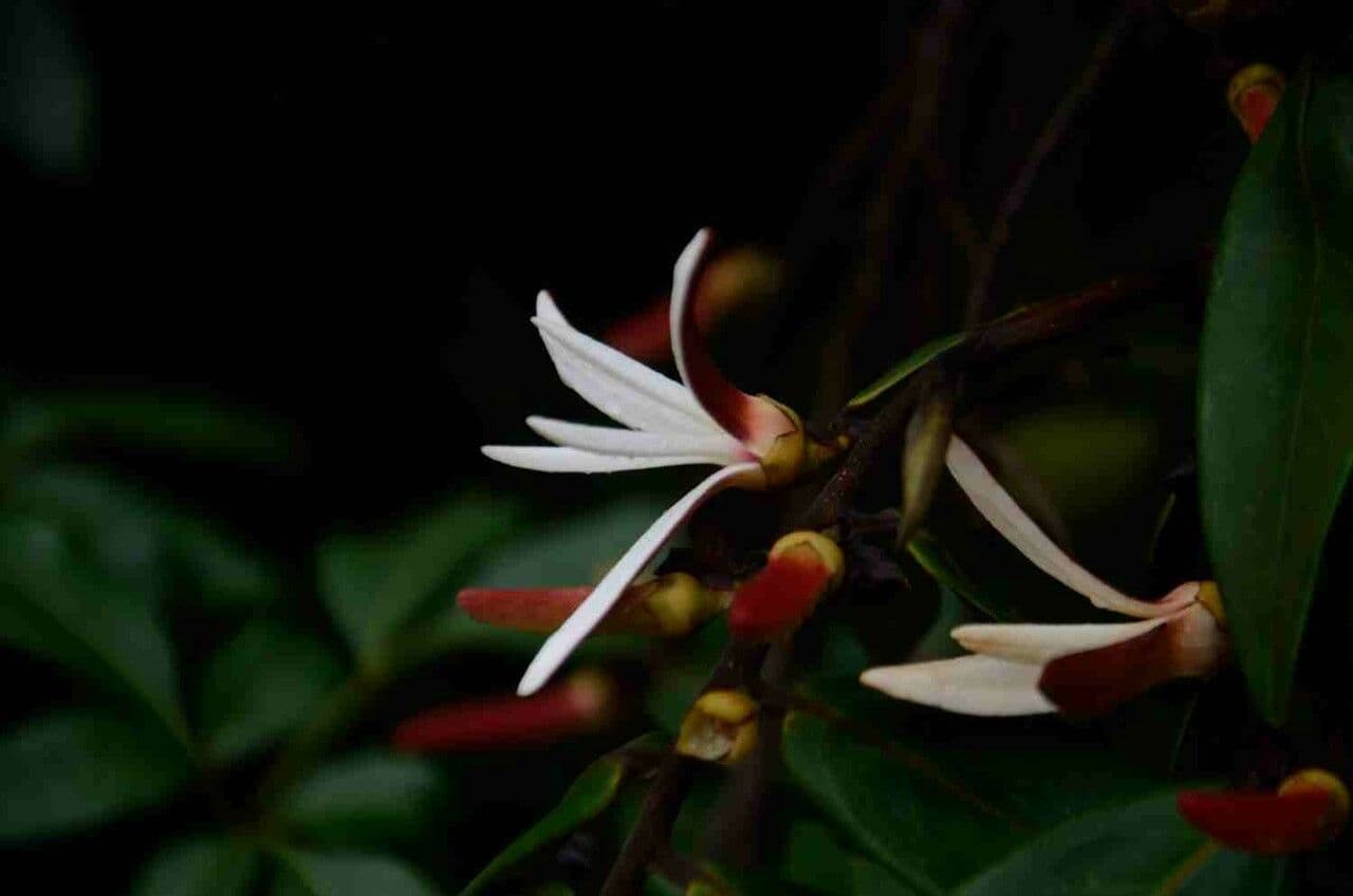 Monkey pepper 7