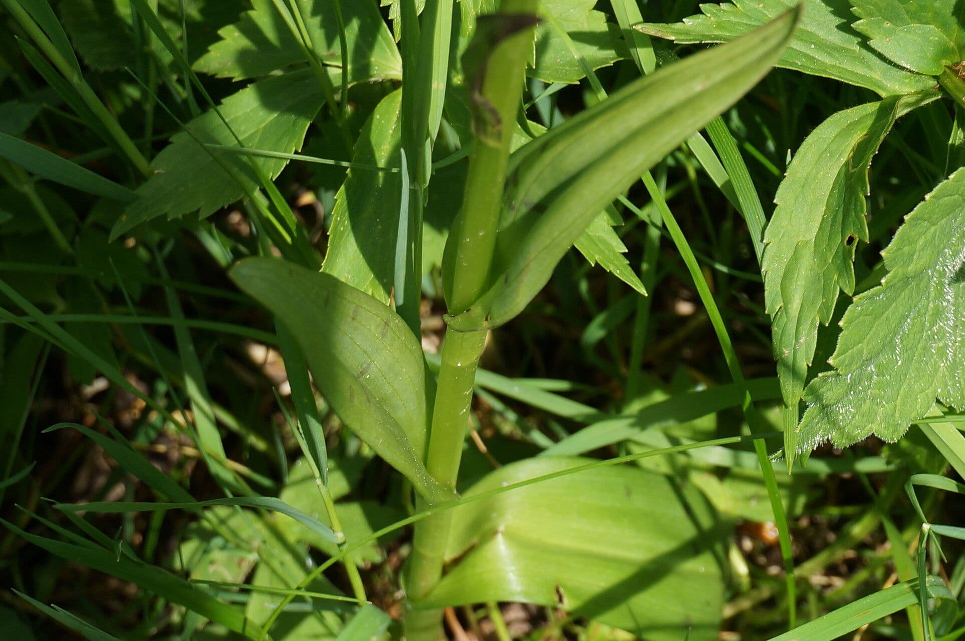 Orchidea palustre purpurea 8