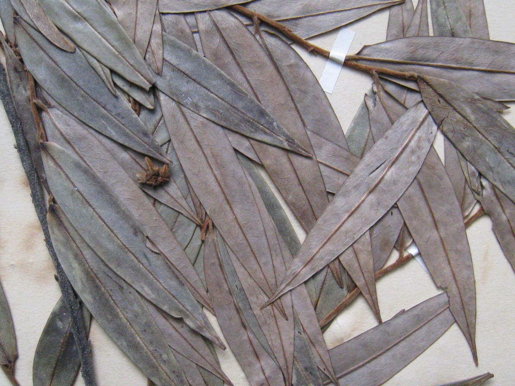 Xylopia 16