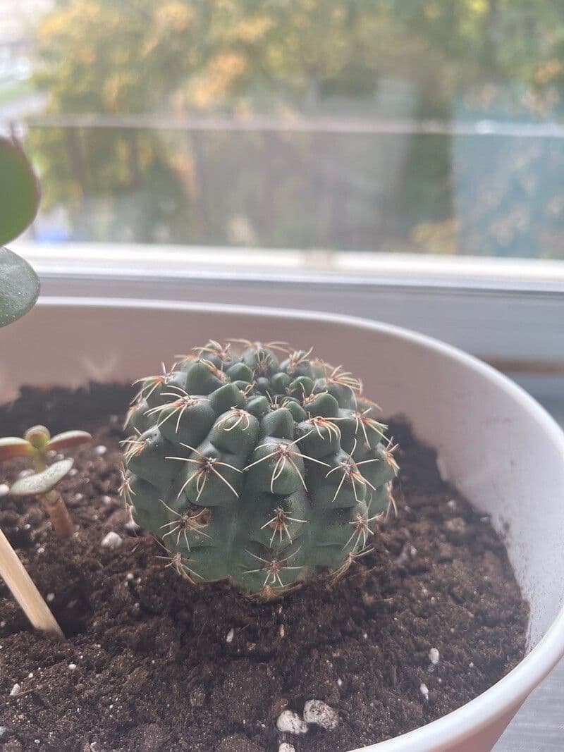 Cactus a palla 12