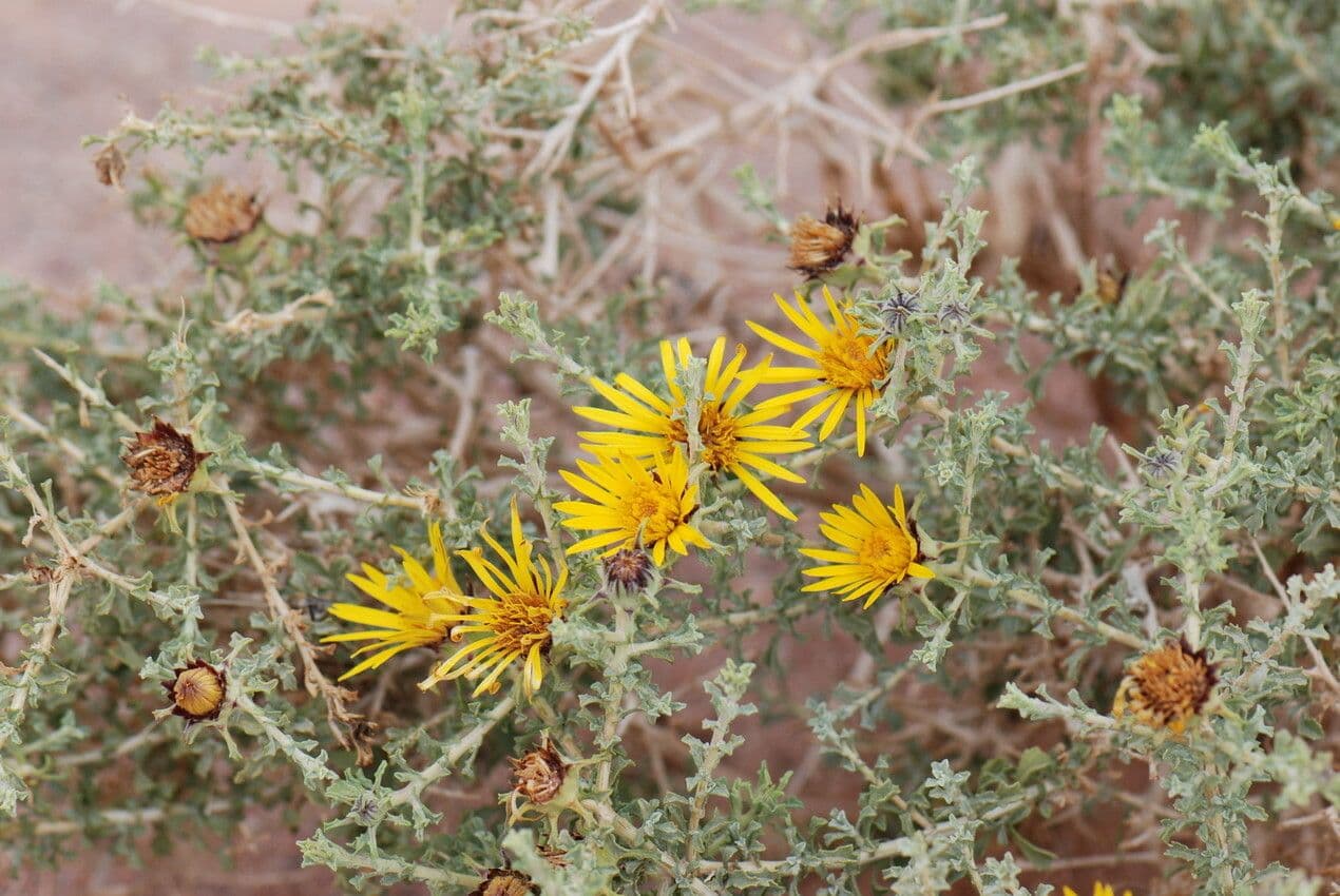 Anvillea 5
