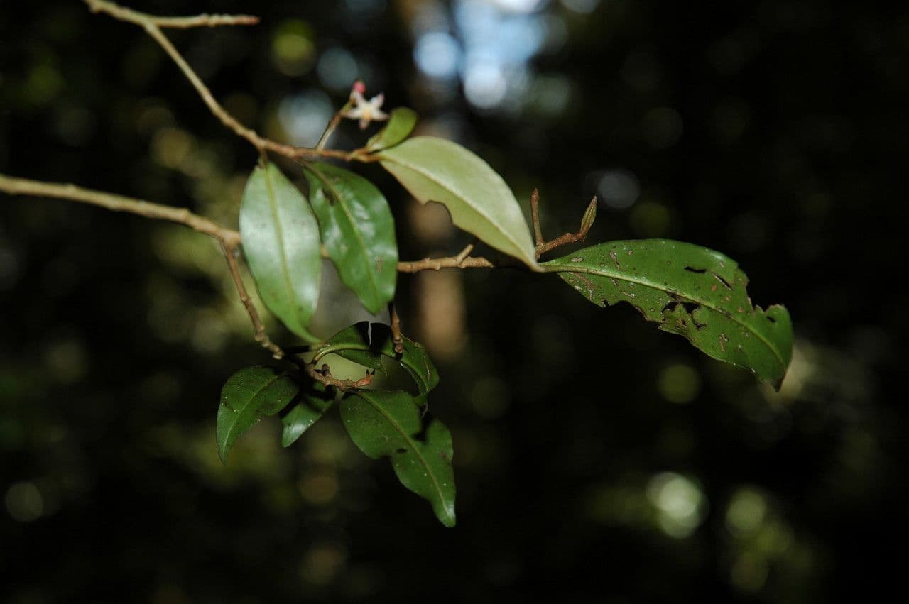 Ardisia 3