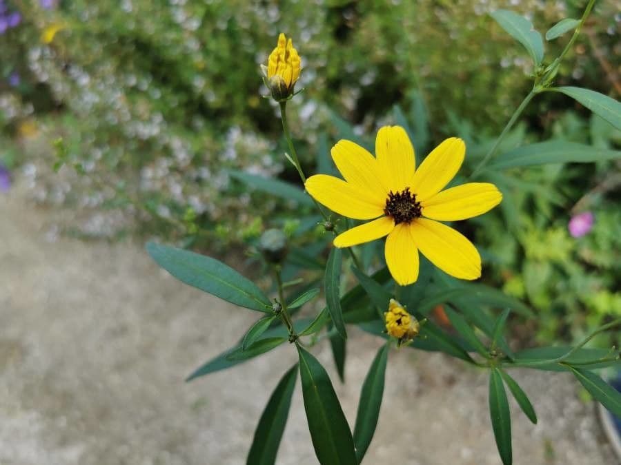 Coreopsis