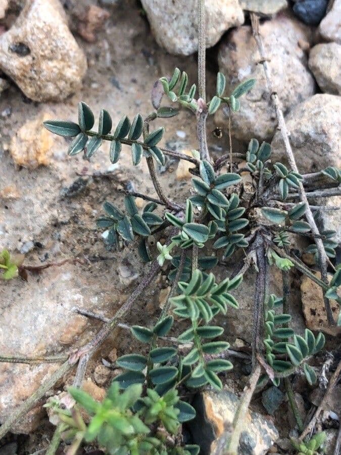 Hippocrepis 15