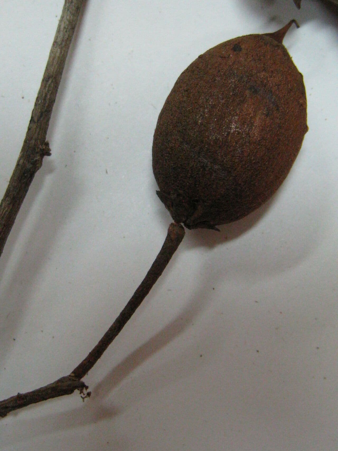 Micropholis 2