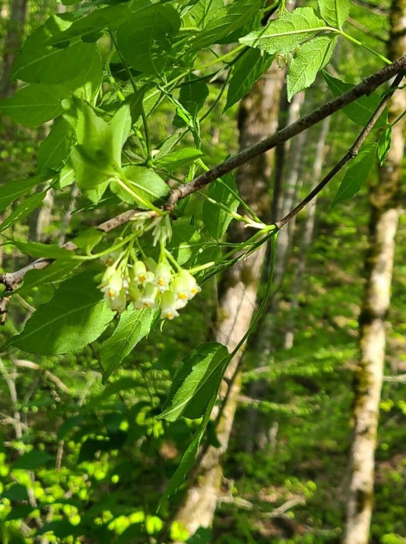Staphylea trifolia 6