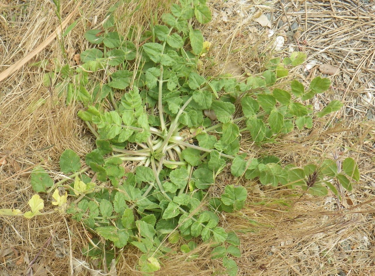Bedruń 3