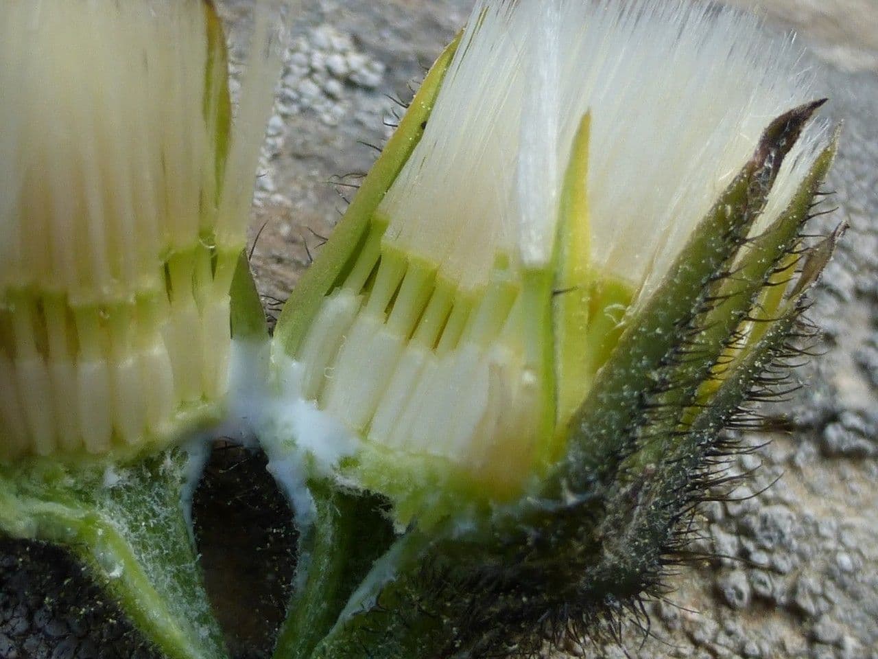Willemetia stipitata 6