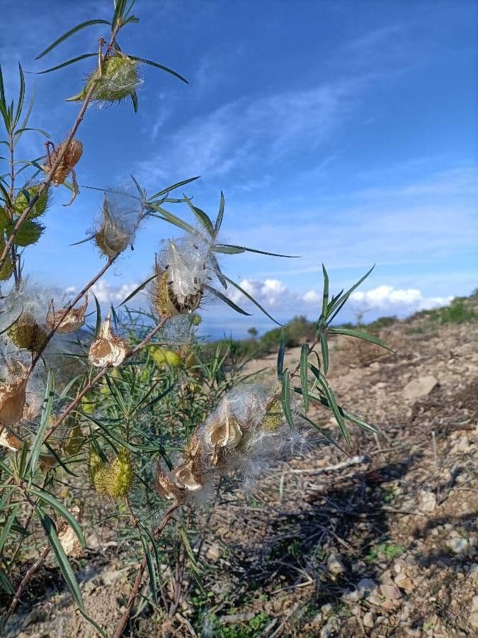 Gomphocarpus 19