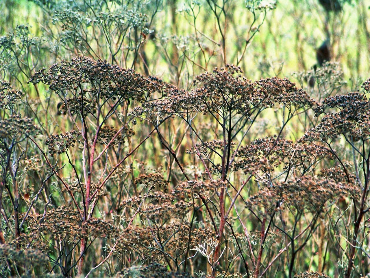 Vielblütiges Knöterich 2