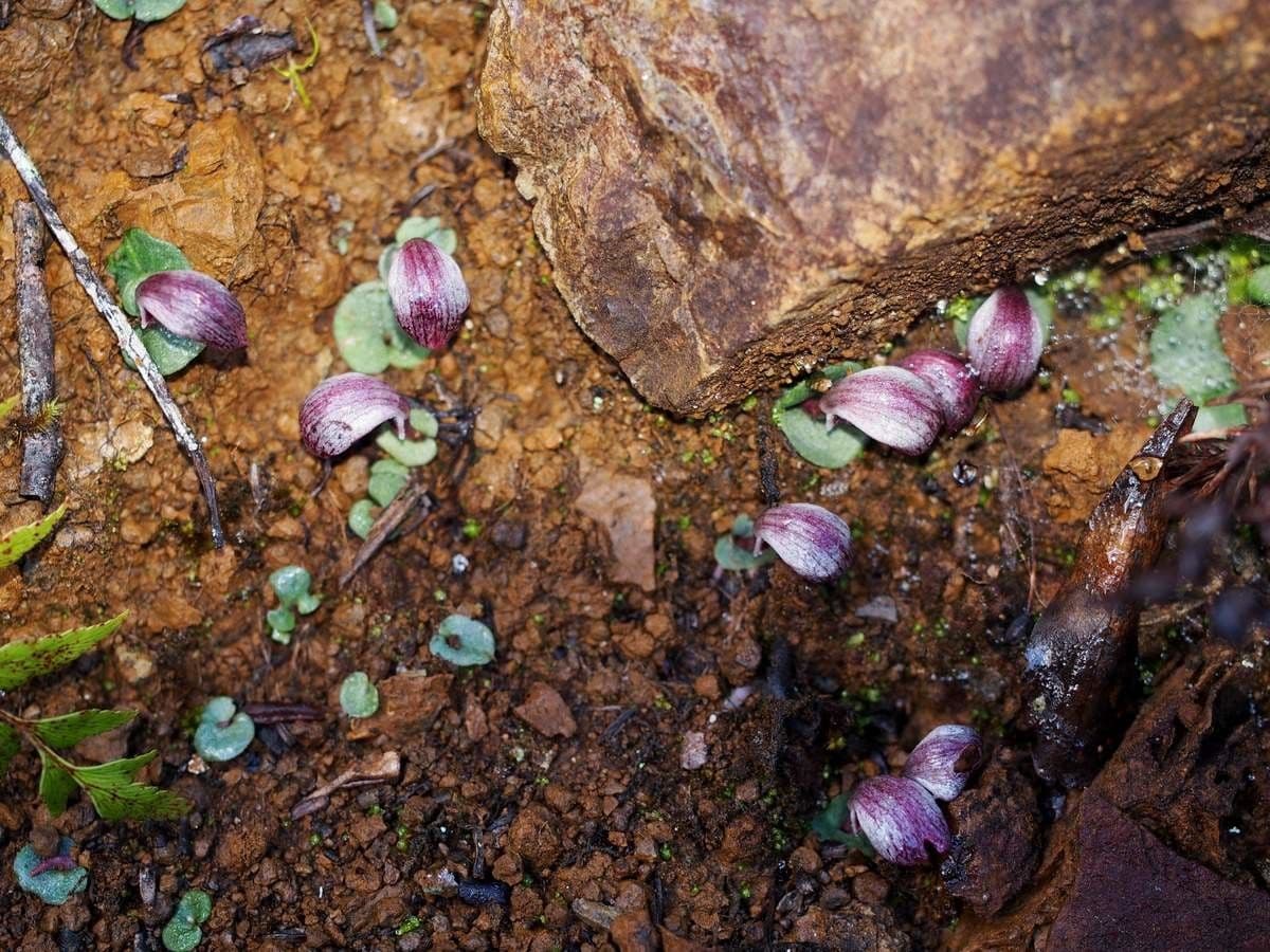 Corybas 9