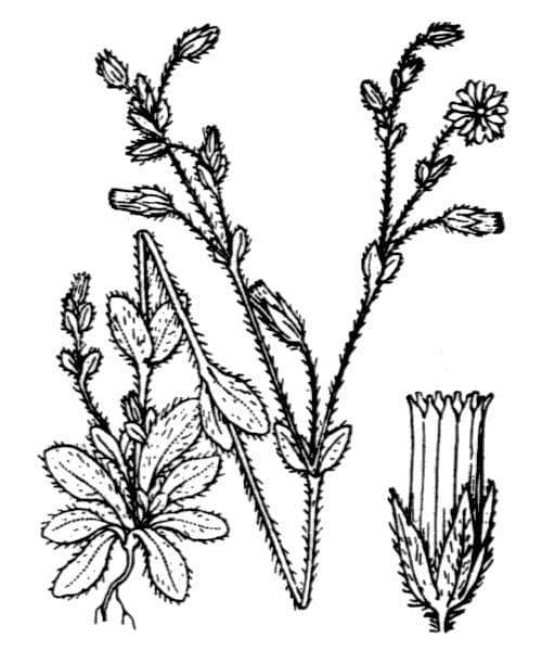 Bärtiges Hornkraut 21