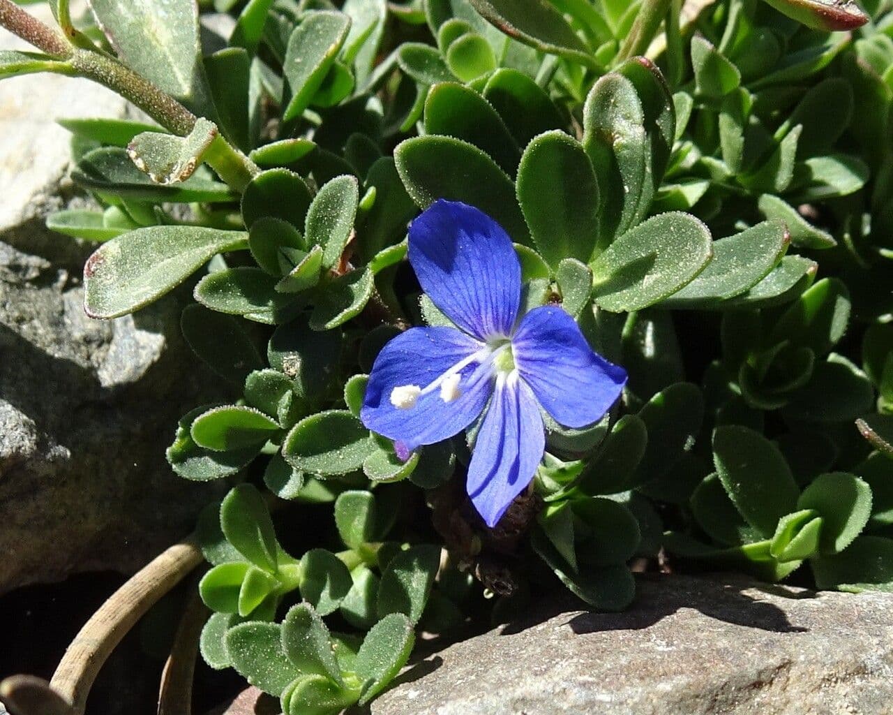 Rock speedwell 10