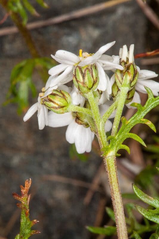 Achillea atrata 16