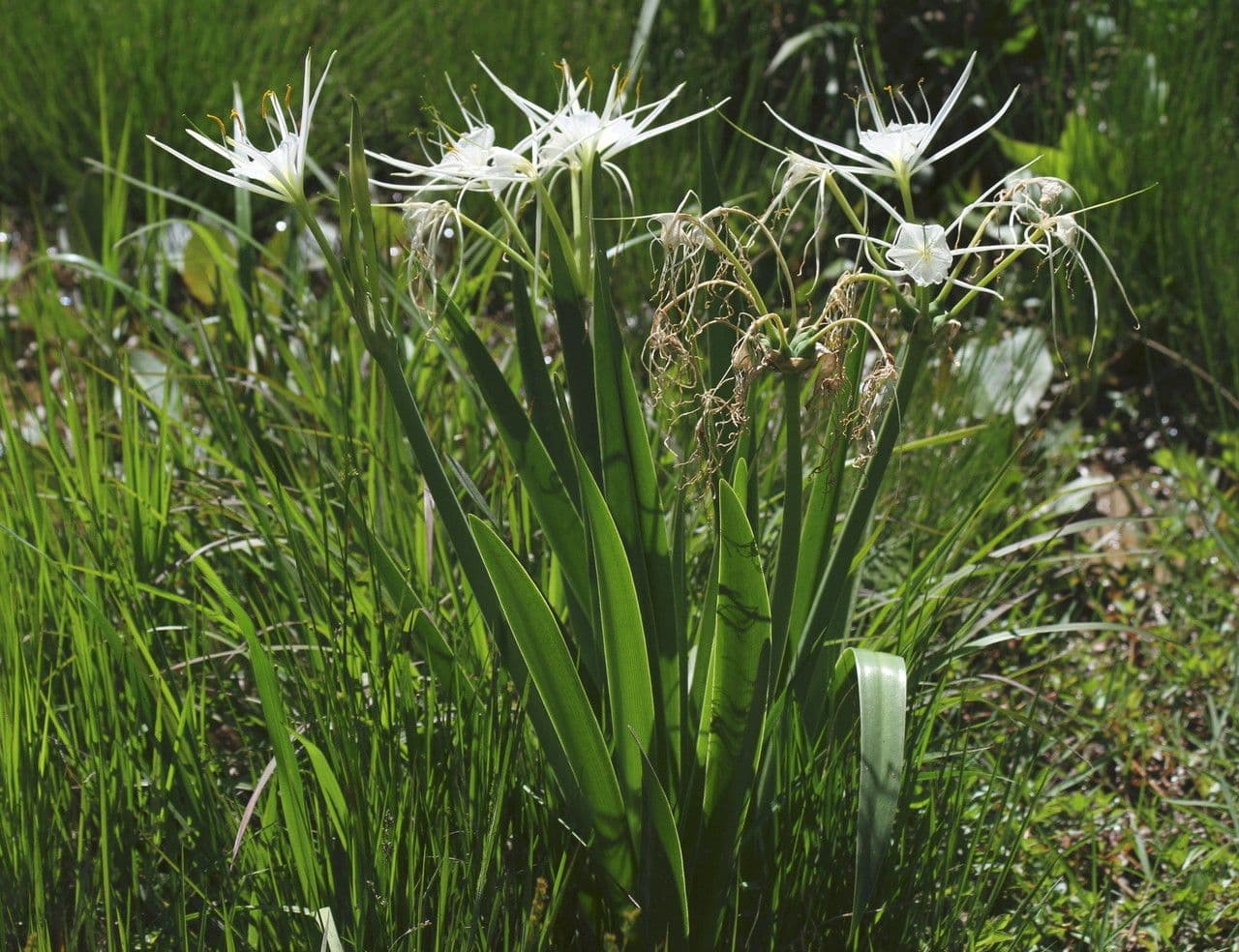 Hymenocallis 7