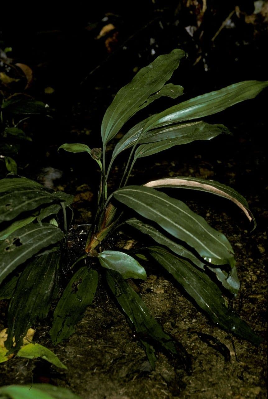Mapania 2