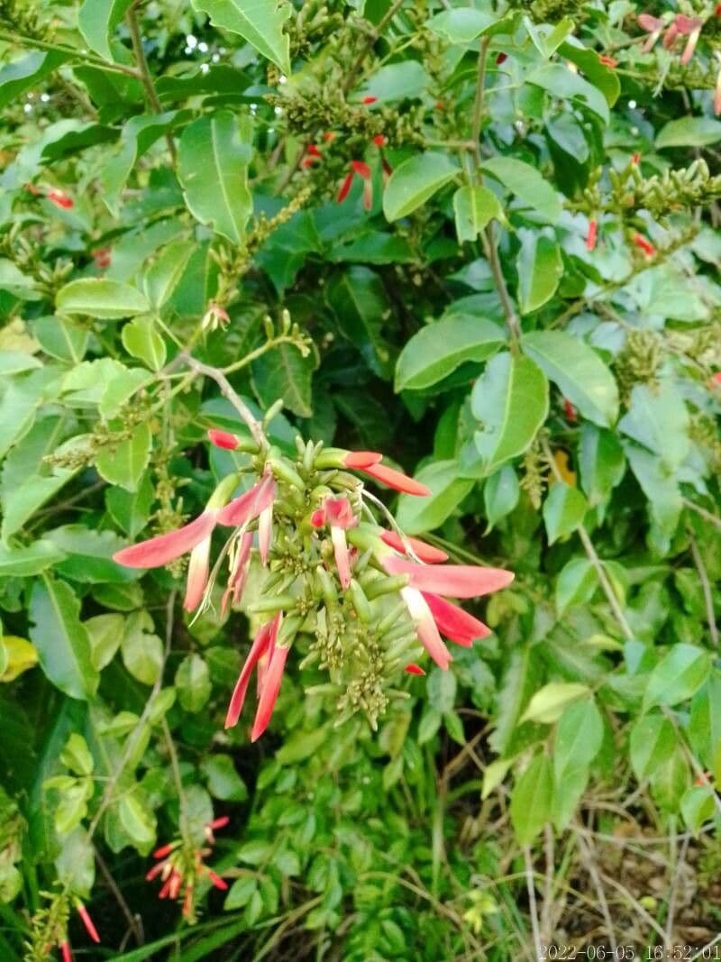 Albero corallo 4