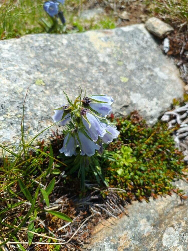 Campanula delle Alpi 3