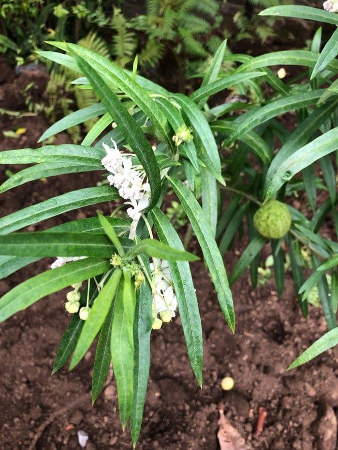 Gomphocarpus physocarpus 26