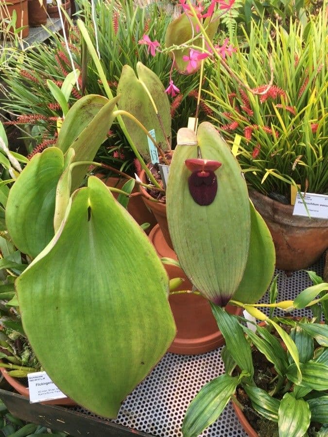 Pleurothallis