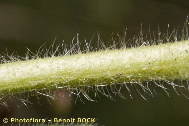Onosma 21