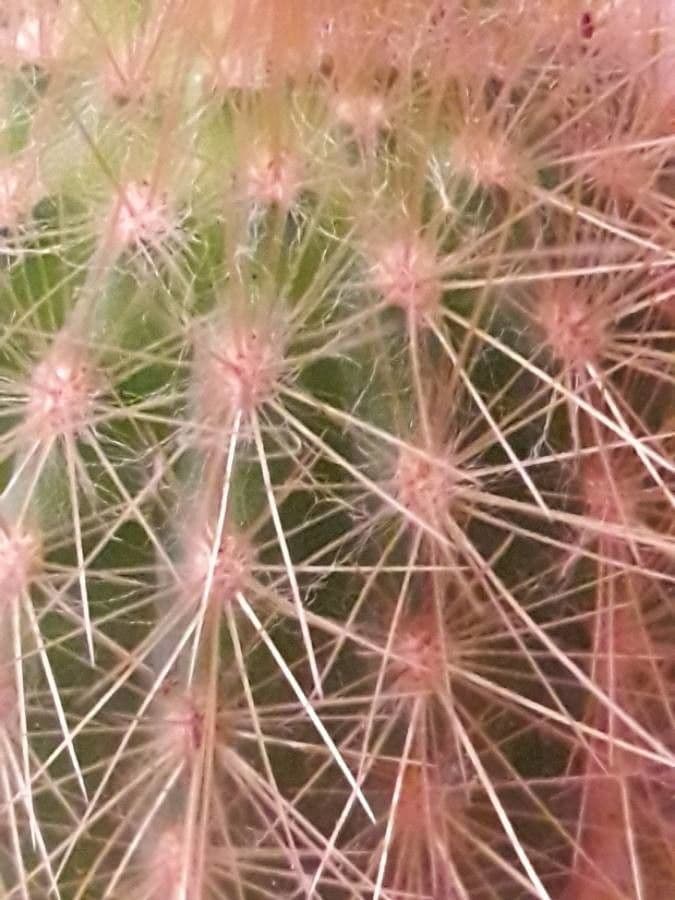 Echinocereus coccineus 21