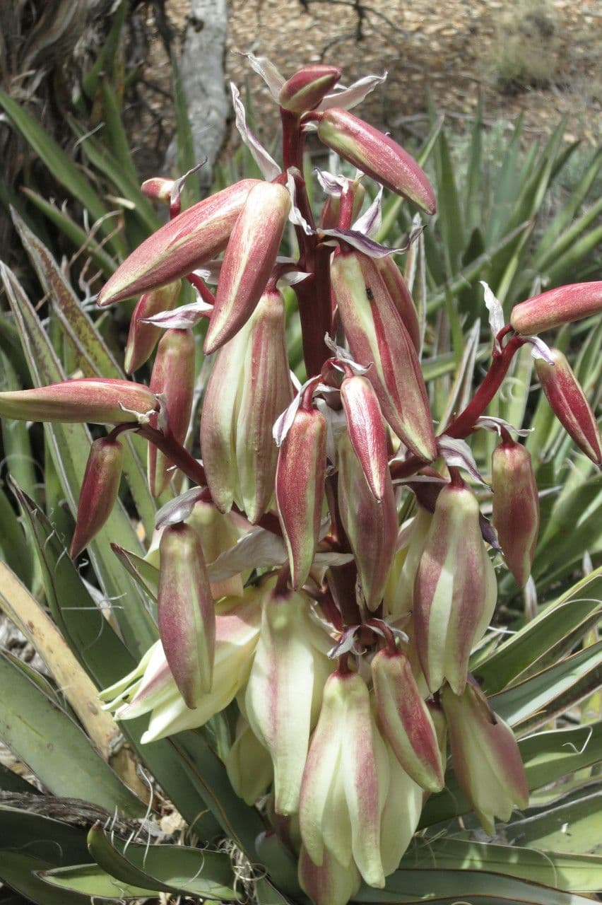 Yucca bacata 3