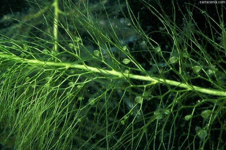 Utricularia striata 4