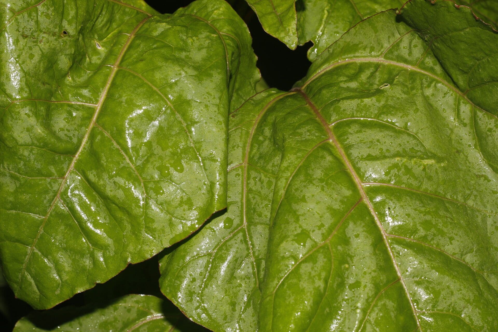 Salpianthus 2