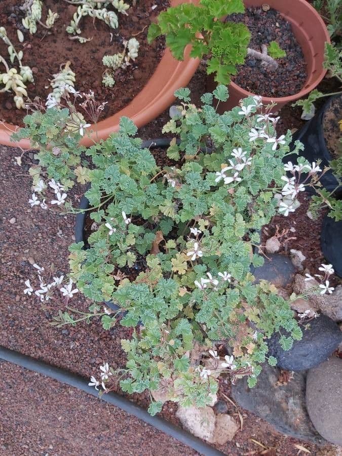 Geranium 2
